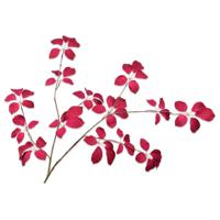 Blad fluweel beauty 134 cm kunsttak Buitengewoon de Boet - Buitengewoon de boet - thumbnail