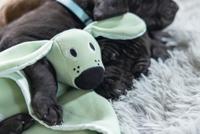 Beeztees Puppy knuffel wuggie groen 31x31cm - thumbnail