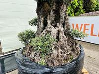 Olijfboom Pon Pon - Olea Europea - thumbnail