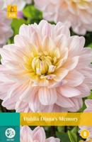 Dahlia dianas memory bol/knol JUB 1 stuks - Jub - thumbnail