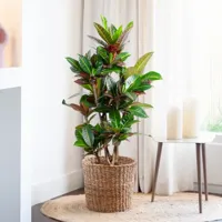 Croton Petra (vertakt) - Codiaeum - P27 - thumbnail