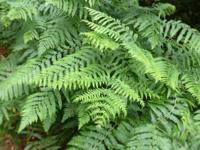 Koningsvaren - thumbnail