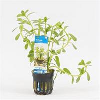 Hedyotis salzmannii - 6 stuks - aquarium plant - thumbnail