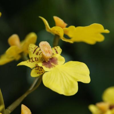 Oncidium Kunsttak 78cm geel