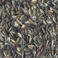 Konacorn zonnepitten 2.5 kg emmer - thumbnail