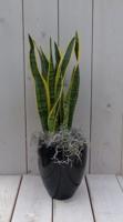 Vrouwentong Sansevieria groengeel in hoge zwarte/antraciete pot 40 cm Warentuin Natuurlijk - Warentuin natuurlijk - thumbnail