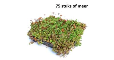 Minimaal 75 stuks! Dakgroen Sedumtray voor daken Type TE Kant & Klaar Click 'n Go 15 graden, prijs per 1 tray, Sempergreen - Sempergreen