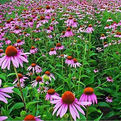 Rudbeckia purper/rood bloemzaden – Zonnehoed