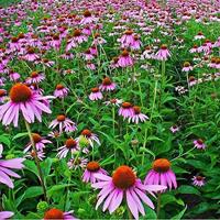 Rudbeckia purper/rood bloemzaden – Zonnehoed - thumbnail