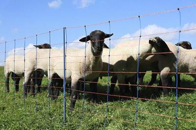 AKO schapennettitan premium 108cmx50m dubbel pen bloranje