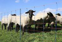 AKO schapennettitan premium 108cmx50m dubbel pen bloranje - thumbnail