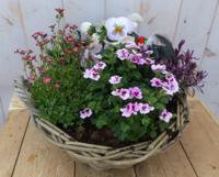 Plantenbakje met roze voorjaarsbloeiers in mandje 30 cm Warentuin Natuurlijk - Warentuin natuurlijk - thumbnail