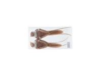 Kerstornament Vogel Clip Assorti 2st - thumbnail