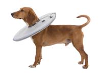 Lampenkap voor honden Trixie Grijs (38-42 cm) - thumbnail