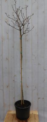 Magnolia op stam Magnolia Susan Tulpenboom 120 cm op stam Warentuin Natuurlijk - Warentuin natuurlijk