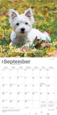 West Highland White Terrier Puppies Kalender 2026