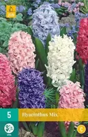 Bloembollen Hyacinthus Mix 5st - thumbnail