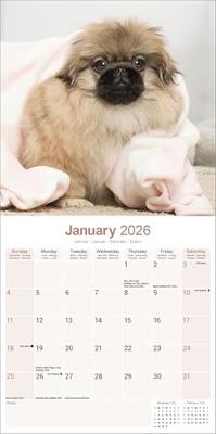Pekingees Kalender 2026 Pekingees Kalender 2026
