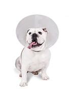 Lampenkap voor honden KVP Check Transparant (23-32 cm) - thumbnail