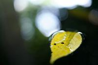 Tamron 35mm F/2.8 DI III OSD 1/2 Macro Sony FE - thumbnail