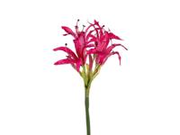 Nerine l65 cm cerise zijde nepbloem Louis Maes - Louis maes - thumbnail