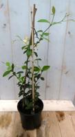 Jasminoides geurende kuipplant 40 cm Trachelospermum Warentuin Natuurlijk - Warentuin natuurlijk - thumbnail