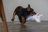 Beeztees Puppy flatino unicorn lo wit 74cm - thumbnail