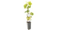Druivenstruik Vitis vinifera Bianca - Witte druif - thumbnail