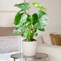 Monstera Deliciosa - Gatenplant - P21 - thumbnail