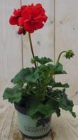 3 stuks! Geranium Pelargonium rood staand Warentuin Natuurlijk - Warentuin natuurlijk - thumbnail