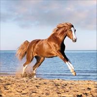 Paarden Kalender 2026 - thumbnail