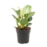 Philodendron Birkin - P12 - thumbnail