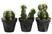 Cactus Axson - thumbnail