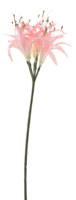 Nerine spray pink 91cm - thumbnail