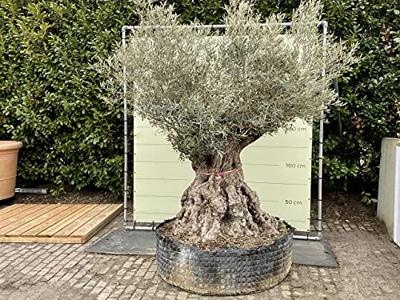 Olijfboom - Bonsai