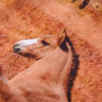 Kinderjurk met lange mouwen paardenprint 116 marineblauw - thumbnail
