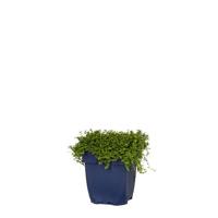 Isotoma fluviatilis Alba vaste plant Griffioen - Griffioen - thumbnail