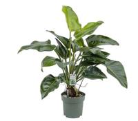 Philodendron Green Beauty II Potmaat 30 H110-120 kamerplant Beautanic Lifestyle - Beautanic lifestyle - thumbnail