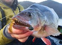 Westin CreCraw Creaturebait 8,5cm 5St. Junebug - thumbnail