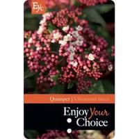 Sneeuwbal (Viburnum tinus “Quimper”) heester - 40-50 cm (C15) - 4 stuks - thumbnail
