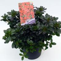 Rododendron (Rhododendron Japonica "Muttertag") heester - thumbnail