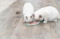 Trixie Lick'n&apos;Snack Mat kat - thumbnail