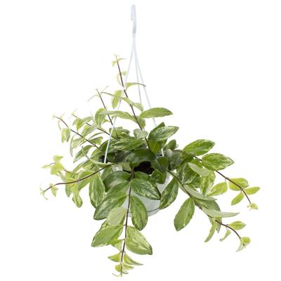 Aeschynanthus Variegata (bont) - P 14 cm Aeschynanthus Variegata (bont) - P 14 cm