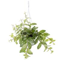 Aeschynanthus Variegata (bont) - P 14 cm - thumbnail