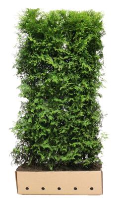 Kant & klaar haag Thuja occidentalis brabant 200 x 100 cm breed Westerse levensboom Quickhedge - Quickhedge