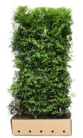 Kant & klaar haag Thuja occidentalis brabant 200 x 100 cm breed Westerse levensboom Quickhedge - Quickhedge - thumbnail
