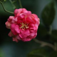 Wilde Rozen Kunsttak 71cm Cerise - thumbnail