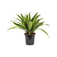 Dracaena lemon lime kop M kamerplant - thumbnail