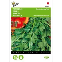 Peterselie Amsterdamse Snij - thumbnail