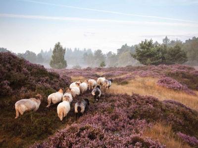 Schapen op heide 70x50cm Tuinschilderij Customize-it - Customize it